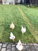 2 Hanen te koop, Mâle, Poule ou poulet