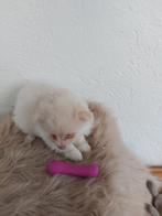 Mooie pomeriaantjes/dwergkeesje, Dieren en Toebehoren, België, Keeshond, 8 tot 15 weken, CDV (hondenziekte)