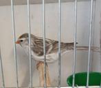 Noorse Barmsijzen koppel aggaat., Dieren en Toebehoren, Meerdere dieren, Wildzangvogel, Geringd