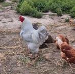 Haan.brahma groothoender parelgrijs, Dieren en Toebehoren, Mannelijk, Kip