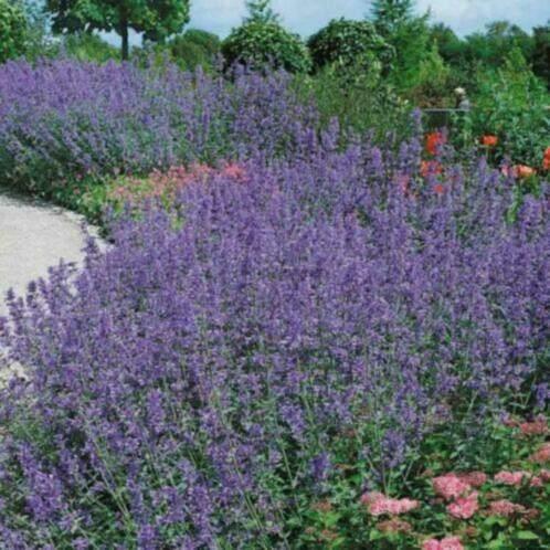 Nepeta 'Six hill giant', Tuin en Terras, Planten | Tuinplanten, Vaste plant, Bodembedekkers, Volle zon, Ophalen