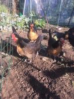 Brabants Hoen Hen (2X), Dieren en Toebehoren, Mei, Vrouwelijk