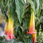 engelentrompet, Tuin en Terras, Ophalen, Zomer, Vaste plant