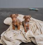 Chiots Jack Russell Red Merle, Animaux & Accessoires, Chiens | Jack Russell & Terriers, Plusieurs, Parvovirose, Jack Russel Terrier