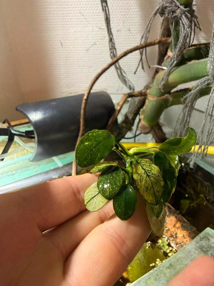 Anubias barteri var. nana „pinto”, Dieren en Toebehoren, Vissen | Aquaria en Toebehoren, Nieuw, Plant(en), Steen of Hout, Ophalen of Verzenden