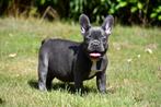 Franse Bulldog pups te koop, Dieren en Toebehoren, 15 weken tot 1 jaar, Buitenland, CDV (hondenziekte), Bulldog