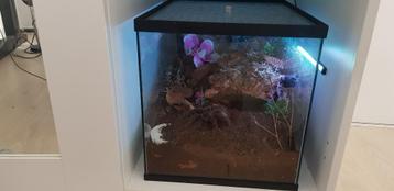 Glazen Terrarium – Voor Vogelspinnen, Reptielen en Amfibieën beschikbaar voor biedingen