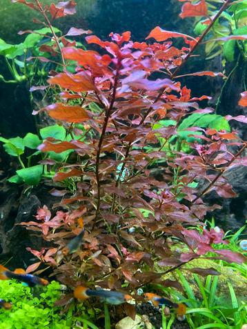 Aquarium planten beschikbaar voor biedingen