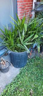 Trachycarpus Fortunei palmboom, Tuin en Terras, Ophalen, Palmboom
