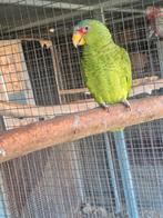 Koop  / gevraagd witvoorhoofd amazone, Dieren en Toebehoren, Vogels | Parkieten en Papegaaien, Vrouwelijk, Papegaai, Geringd