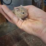 Jonge degoes beschikbaar, Dieren en Toebehoren, Knaagdieren, Rat