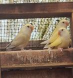 Jonge roseicollis, Dieren en Toebehoren, Vogels | Parkieten en Papegaaien, Geslacht onbekend, Dwergpapegaai of Agapornis, Tam