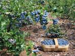 Blauwe bessen, heerlijke gezonde vruchten  groot sortiment., Tuin en Terras, Volle zon, 100 tot 250 cm, Ophalen of Verzenden, In pot