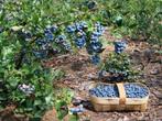 Blauwe bessen, heerlijke gezonde vruchten  groot sortiment., En pot, Été, Autres espèces, 100 à 250 cm