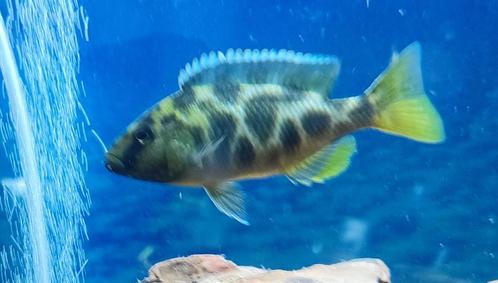 Ruilen cichlide, Dieren en Toebehoren, Vissen | Aquariumvissen, Zoetwatervis, Vis