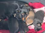 Prachtige dwergteckel pups, Dieren en Toebehoren, Honden | Teckels en Dashonden, België, CDV (hondenziekte), 8 tot 15 weken, Korthaar