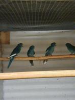 Blauwbont kakariki 24, Dieren en Toebehoren, Vogels | Parkieten en Papegaaien, Mannelijk, Parkiet, Geringd