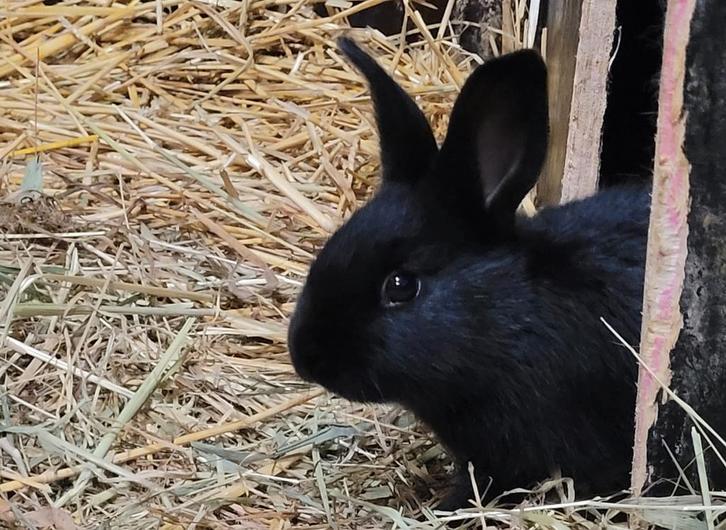 Duitse reus/Belgische haas, Animaux & Accessoires, Lapins