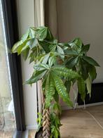 Grote plant, Huis en Inrichting, Kamerplanten, Ophalen, 100 tot 150 cm
