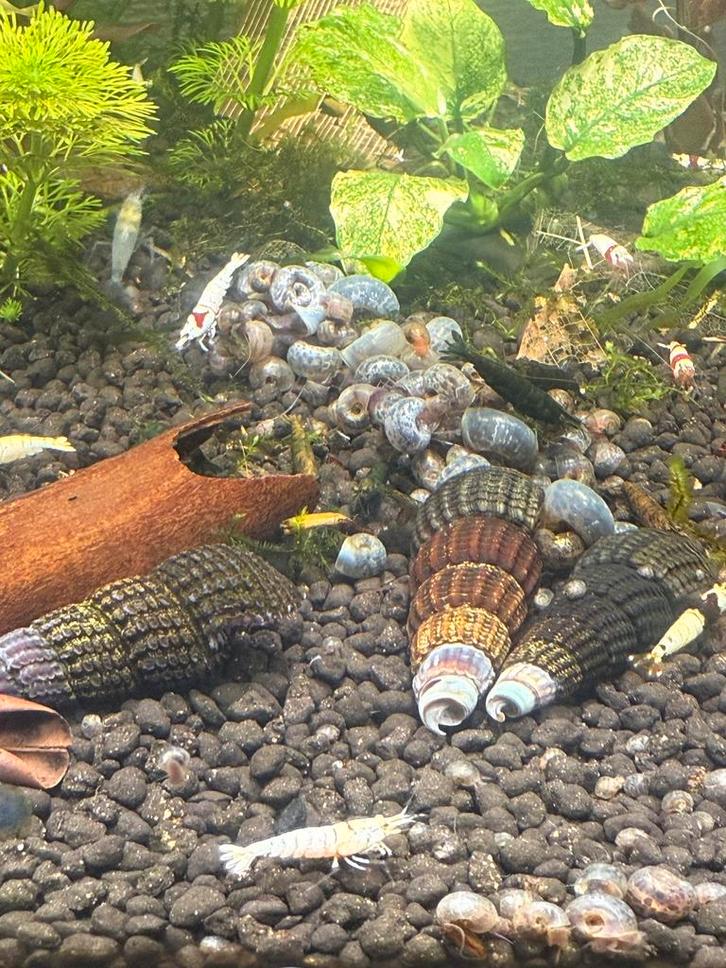 Planorbes ( escargot )  bleus, Animaux & Accessoires, Poissons | Aquariums & Accessoires, Enlèvement ou Envoi