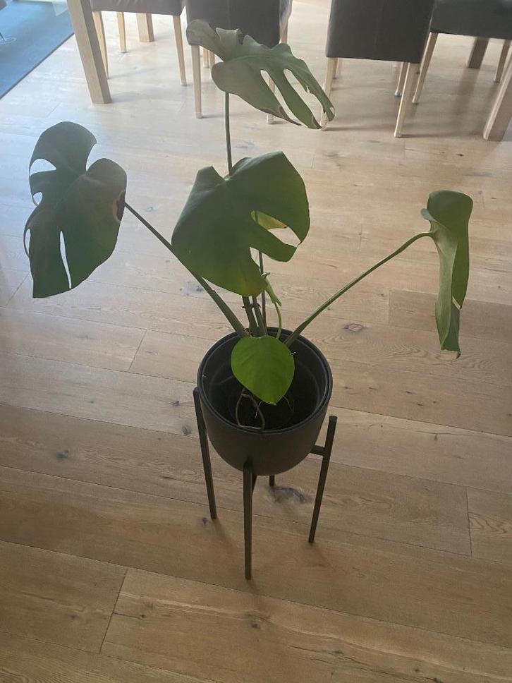 Plantenstaander met monstera, Tuin en Terras, Bloempotten, Zo goed als nieuw, Ophalen