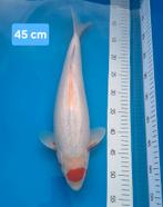 Tancho 45 cm, Dieren en Toebehoren
