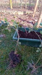 tamme braambes stekje, Tuin en Terras, Planten | Fruitbomen, Ophalen