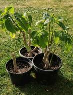 Roze brugmansia, Ophalen, Zomer