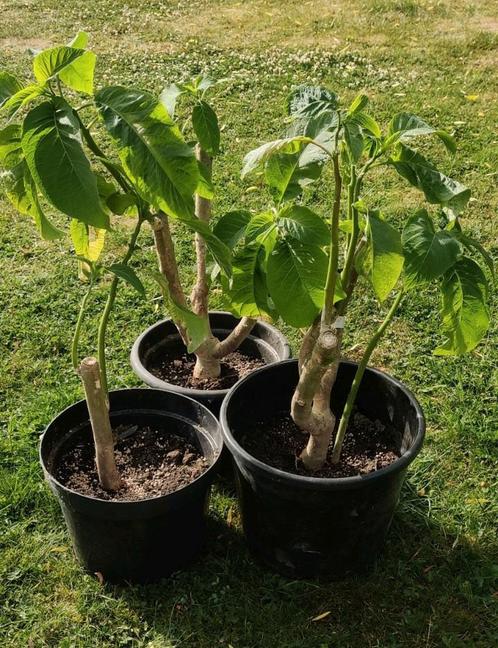 Roze brugmansia, Tuin en Terras, Planten | Tuinplanten, Zomer, Ophalen