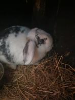 Nederlandse hangoor voedster, Dieren en Toebehoren, Vrouwelijk, Hangoor, 0 tot 2 jaar