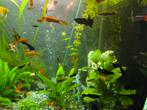 Zoetwater visbestand, Dieren en Toebehoren, Vis, Zoetwatervis