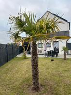 3 Palmbomen, Tuin en Terras, Planten | Bomen, Bloeit niet, 100 tot 250 cm, Palmboom, Ophalen