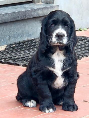 Engelse Cocker Spaniël pup beschikbaar voor biedingen