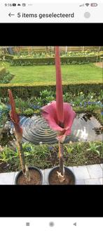 Amorphophallus konjac, voodoolelie, slangenpalm - knollen, Ophalen of Verzenden, Voorjaar, Halfschaduw, Bloembol