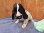 Engelse cocker puppy's, Animaux & Accessoires, Chiens | Retrievers, Épagneuls & Chiens d'eau, Plusieurs, Hépatite contagieuse (maladie de Rubarth)