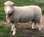 Gezocht Poll Dorset ooien 1,2 jaar oud., Dieren en Toebehoren