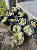Huislook sempervivum, Tuin en Terras, Ophalen