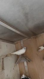 Iraanse duiven, Animaux & Accessoires, Oiseaux | Pigeons