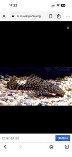 Ancistrus, Dieren en Toebehoren, Vis, Zoetwatervis