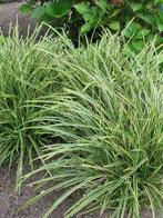 Carex morrowii ‘Ice Dance’ 0474712247, Tuin en Terras, Ophalen of Verzenden