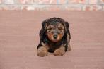 Superbes chiots Welsh Terrier (parents présents !), Animaux & Accessoires, Parvovirose, Plusieurs, Belgique, 8 à 15 semaines