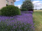Lavendel hidcote, Tuin en Terras, Planten | Tuinplanten, Ophalen, Vaste plant, Bodembedekkers