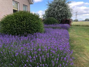 Lavendel hidcote beschikbaar voor biedingen
