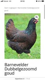 Kuikens, Dieren en Toebehoren, Pluimvee
