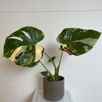 Monstera thai constellation, Ophalen