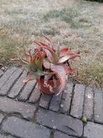 Aloe vera planten, Ophalen