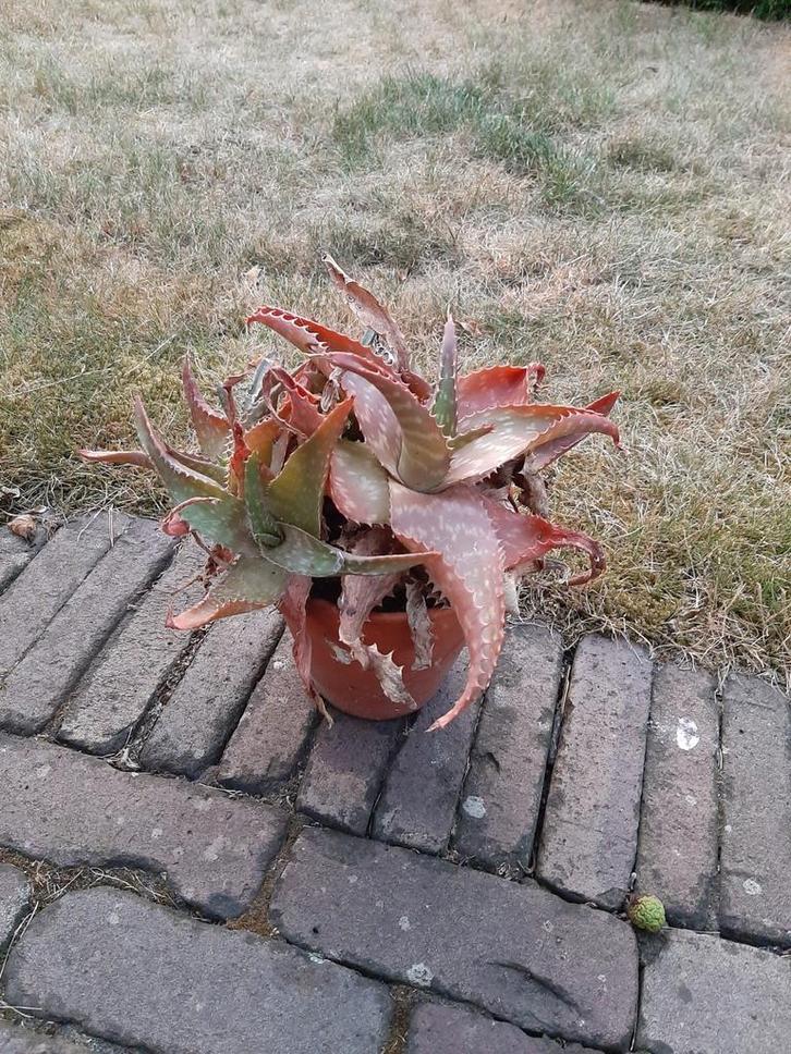 Aloe vera planten, Huis en Inrichting, Kamerplanten, Ophalen