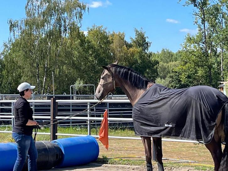 Stalhulp gezocht 1880, Dieren en Toebehoren, Stalling en Weidegang, Stalling, 4 paarden of pony's of meer