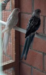 Kweekrijp koppel rosella´s met dna certificaat, Meerdere dieren, Parkiet, Geringd