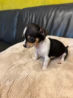 Mini chihuahua reutje, Dieren en Toebehoren, Honden | Chihuahua's en Gezelschapshonden, België, Fokker | Hobbymatig, Reu, 8 tot 15 weken